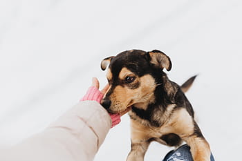 anjing yang aneh, anjing, hewan peliharaan, hewan, anak anjing, bahagia, cinta, musim dingin, dingin, salju, sendirian