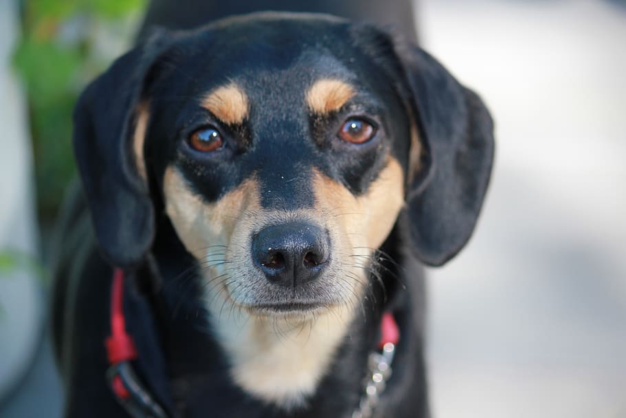 dog, pet, animal, cute, beagle, manchester terrier, mutt