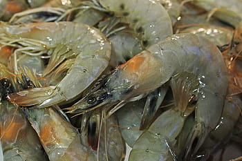 tiger rejer, reje, friskfanget, fiskeri, velsmagende, middelhavet, mad, ernæring, lækker, sund og rask, havdyr