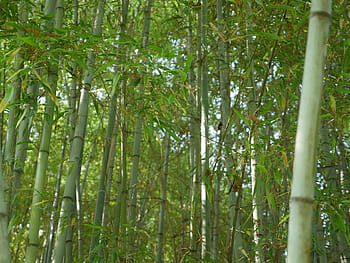 walking, dense, cane forest, forrest, bamboo, landscape, tree, travel, nature, cane, green