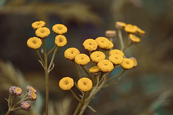 tansy, tanacetum vulgare, červ bylinné, žlutá, faerber pflanze, kompozitů, vonné rostliny, květ, trubkovité květy, květinový koš, květiny