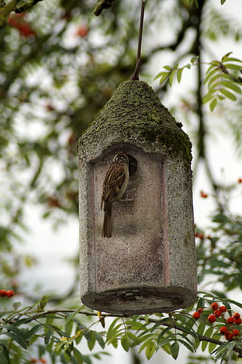 Vrabec, pták, ptačí krmítko, voliéra, jeřáb, hnízdiště, inkubátor, strom, listy, větev, einflugloch