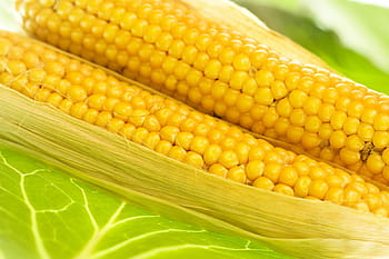 corn, crop, freshly, harvested, harvesting, husk, ingredient, kernels, raw