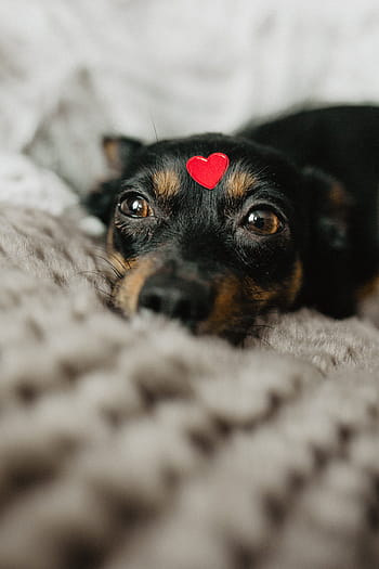 cão, coração, cabeça, animal de estimação, bonitinho, cachorro, adorável, amor, vermelho, dia dos namorados, pouco