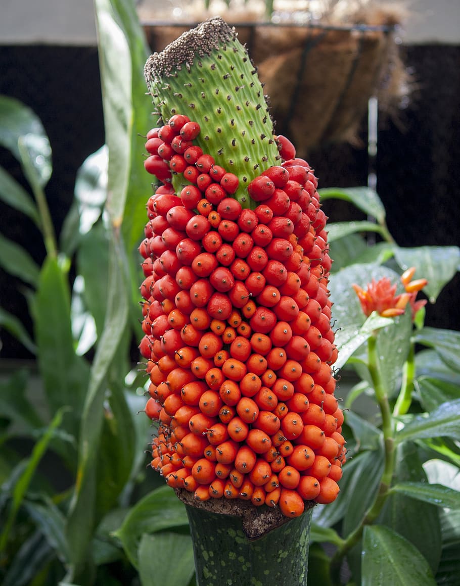 Titan Arum、 自然温室、 死体の花、 工場