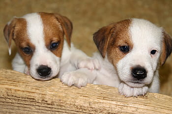 dog, pet, baby, jack russell, puppy