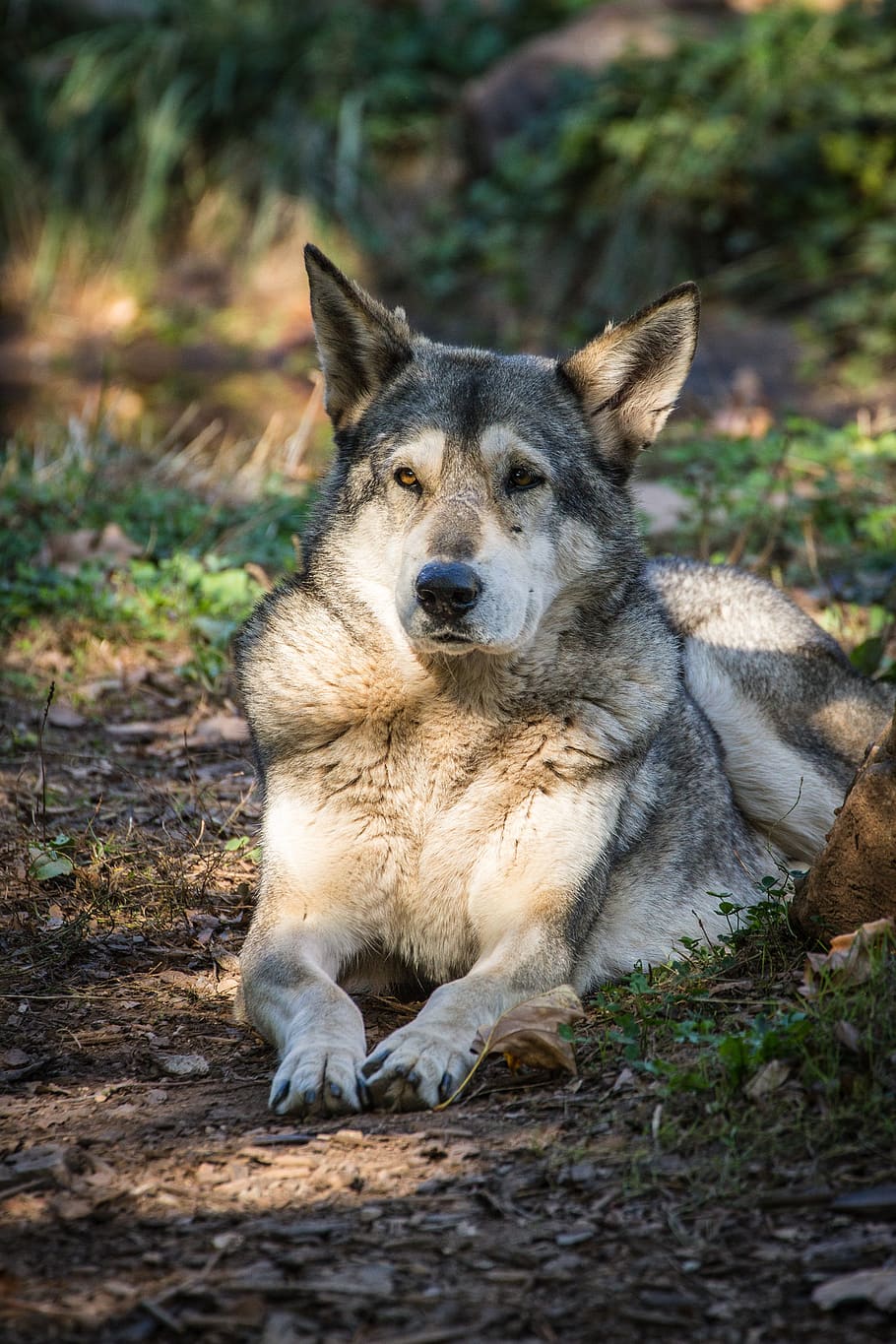 eläin, Wolf-koira, susi, saalistaja, luonto, koira, nisäkkäät, villi, lihansyöjiä, susia