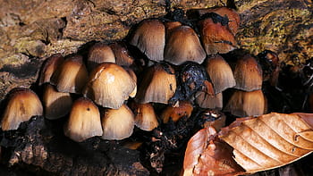 houby, rostoucí, hnijící, padlý, strom, les., houba, obrazy hub, fotky hub, různé druhy hub, fotografie hub