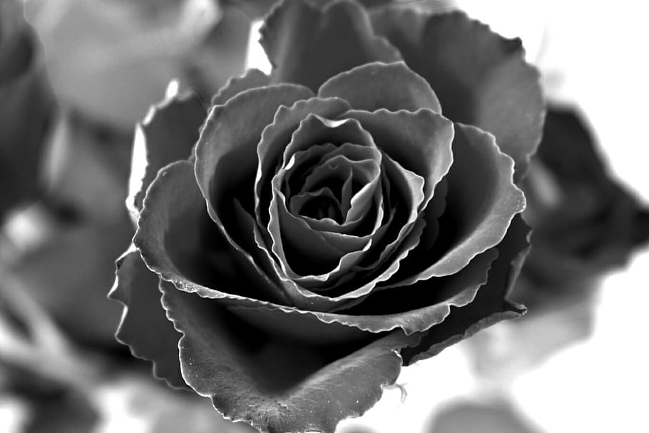 rosa, rosa nera, bianco e nero, manipolazione fotografica, sbiadito, triste