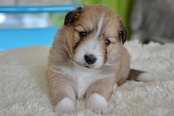 puppy, pup, puppies colour fawn with black overlay, cute, adorable, portrait, lying