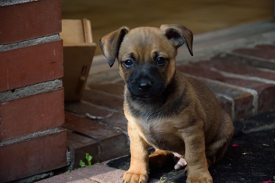 puppy, dog, animal, pet, cute, animal portrait, young, small, doggy style, brown, friend
