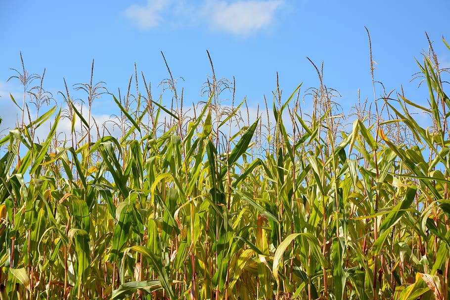 Mais, crop mais, raccogliere, orecchie mas, cibo, foglie verdi, delizioso, mangiare, natura