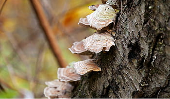 fungi, growing, bark, fallen, tree, forest., fungi mushroom, mushroom fungi, tree fungus, tree fungi, fungi on tree
