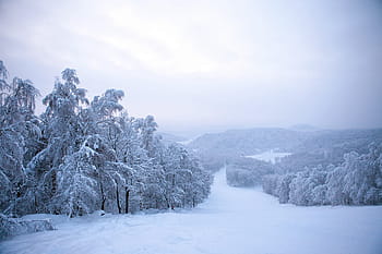 strom, zimní, zimní čas, sníh, hora, lyže, letovisko, summitu, bílý, panoráma, Studený