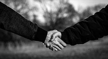 handshake, shaking hands, hands, welcome, arrange, agree, harmony, friendship, get to know
