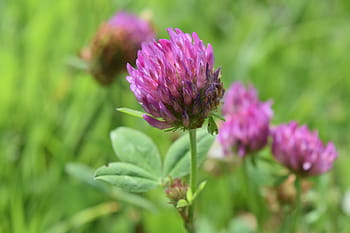 Klee, rødkløver, kløverblomst, spids blomst, foderplante, vilde blomster