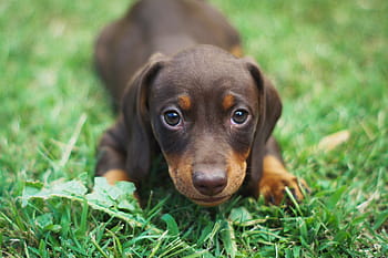 dog, puppy, dachshund, wiener, sausage dog