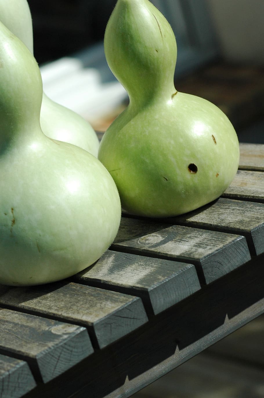 squash láhev, zelená, yard