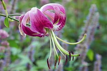 lilium lancifolium, asijských druhů, lilie, rodák, Čína, Japonsko, Korea, ruština, daleko, východní., tygr lilie