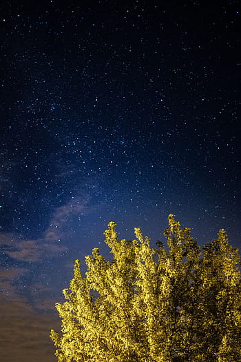 pohon, langit berbintang, alam, langit, di luar ruangan, malam, bintang, berbintang, malam hari, astronomi, galaksi