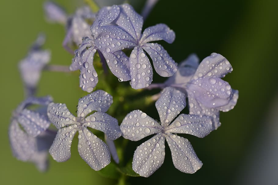 auriculata, plumbago auriculata, mys europaea, květ, nachový, Příroda, rostlina, zahrada, flóra, okvětní lístky, letní