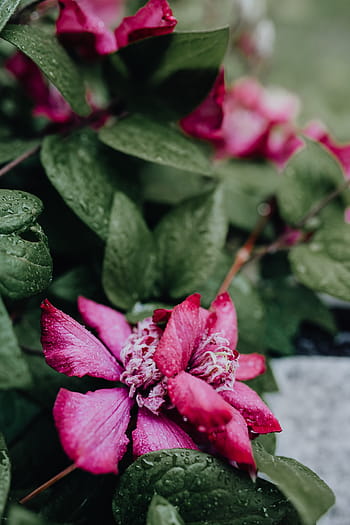mekar, clematis, 