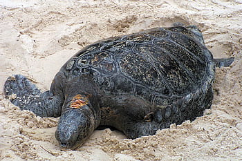 ウミガメ、 砂の、 ビーチ。、 カメ、 亀の甲羅、 カメの写真、 カメ画像、 レザーバック