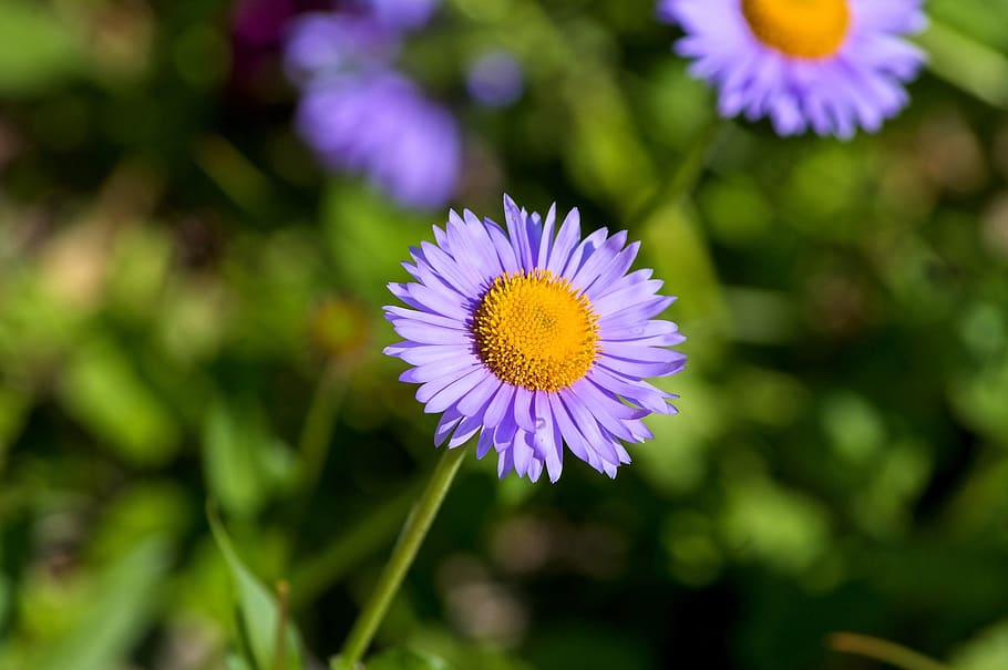 purple aster, aster, daisy, purple, bloom, violet, blossom, garden, composites, asteraceae, asters