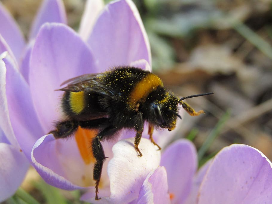 bourdon, hymenoptera, fialový květ, pyl, hlava, křídla, hmyz, tráva, zblízka, Příroda, jaro