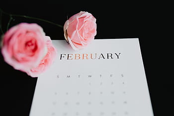 San Valentín, febrero, rosa, rosas, rosa rosa, rosas rosadas, flores, corte, encantadora