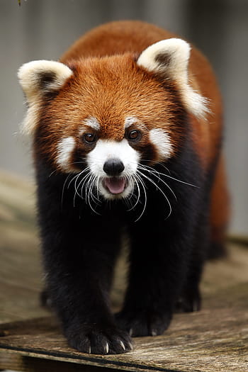 red panda, animal, cute, wild animals, omnivores・herbivores, red, mammals, zoo