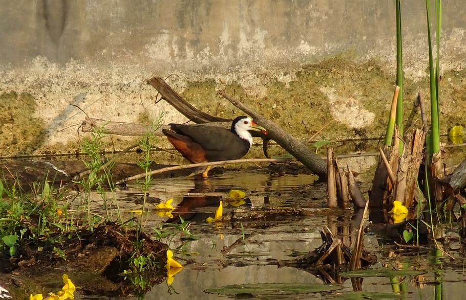 pták, whitehen breasted waterhen, amaurornis phoenicurus, vodní pták, rallidae, andaman, Indie