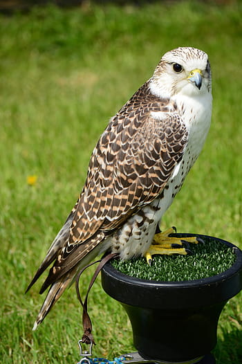 Wanderfan, Falke, Raubvogel, Vogel, Natur, Raubtier, Jäger, Feder, Schnabel, Porträt, fliegend