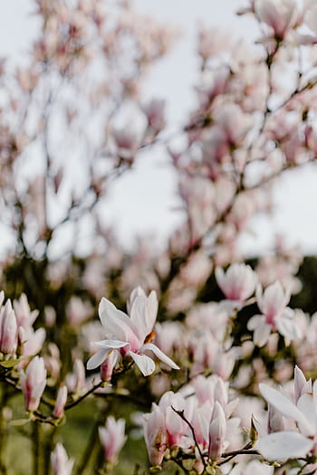 árbol de magnolia, floración, flores, jardín, encantadora, floral, rosa, primavera, flor, abril, botánica