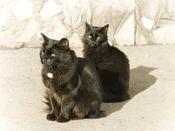 cats, cat, couple, two, black, pets, feline
