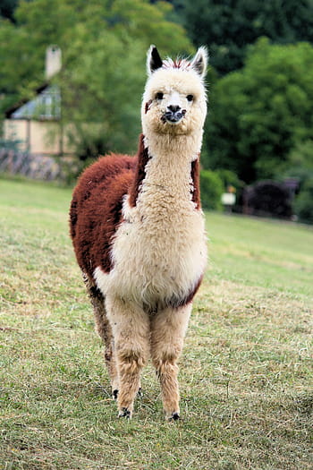 lama, alpaka, zvíře, savec, srst, peruánský, krotit, legrační