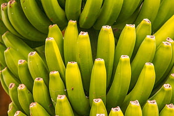 banana, fruit, food, plant, tropical, banana plant, banana shrub, green, tropical fruit, exotic, bananas