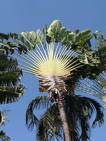 fan palm, north, thailand, fan, palm, tree, tropical, thai, ornamental