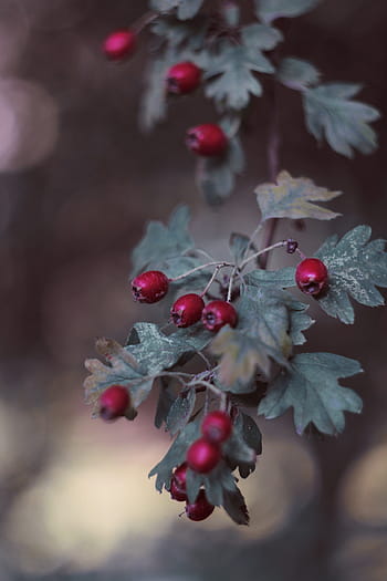 berry, berries, red, tree, autumn, nature, leafs, outdoor, summer, green