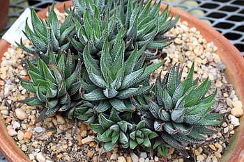 mehevä, kasvi haworthia attenuata, seepra-kasvi, apicra attenuata, aloe clariperla, perhe, ei-kaktuskasveja, elää, aavikko, etelä, Afrikassa.