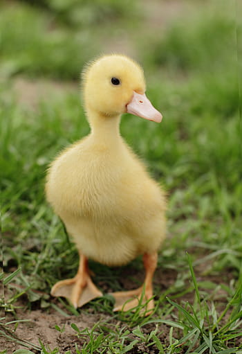 animal, bébé, oiseau, née, enfant, mignonne, canard, caneton, les canetons, mignon, ferme