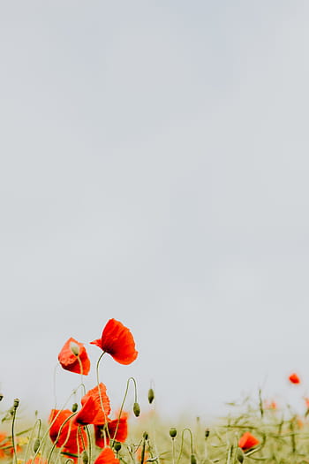 campo, rojo, amapolas, verano, flores, verde, naturaleza, floración, amapola, silvestre, flores silvestres