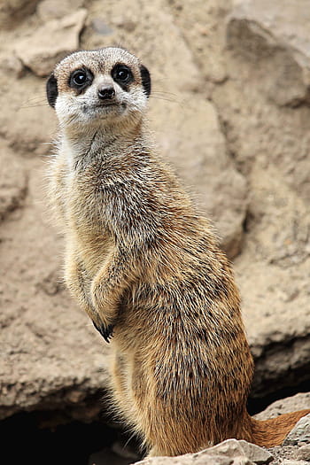 meerkat, söt, djur-, däggdjur, Zoo, nyfiken