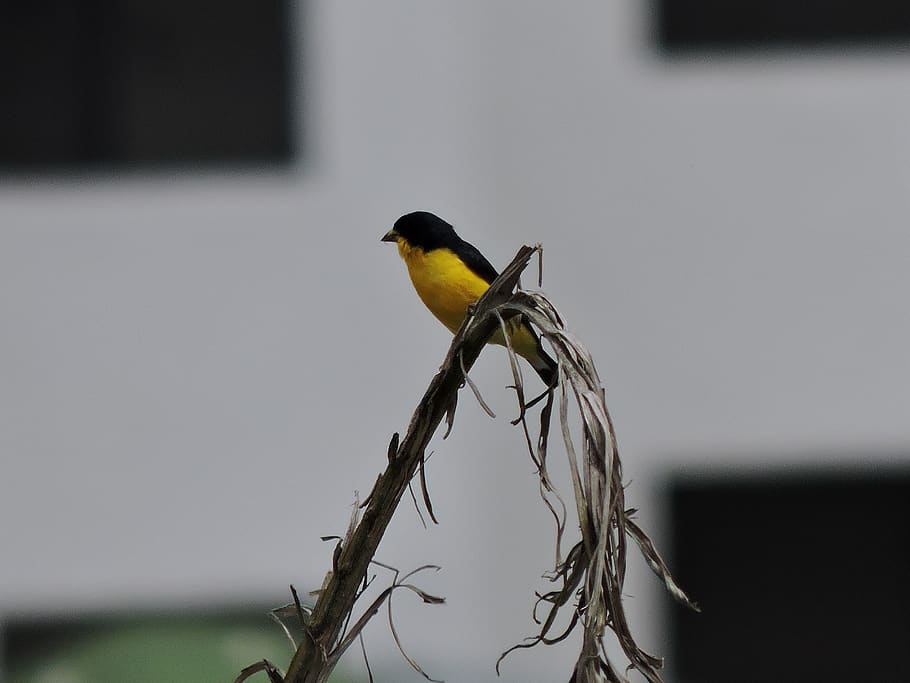 pták, ave, vijilante, žlutá, Příroda, zvířat, pero, peří, zvíře, křídla, fauna