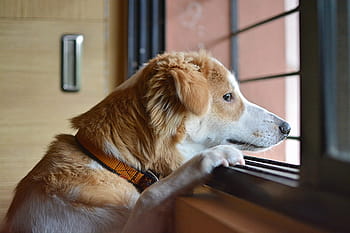 sad, dog, animal, pet, brown, puppy, young, lonely, doggy, eyes, mammal