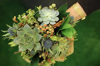 flower, nature, flora, leaf, garden, succulent plants, succulent bouquet, bouquet, green, valentine's day bouquet, dubai