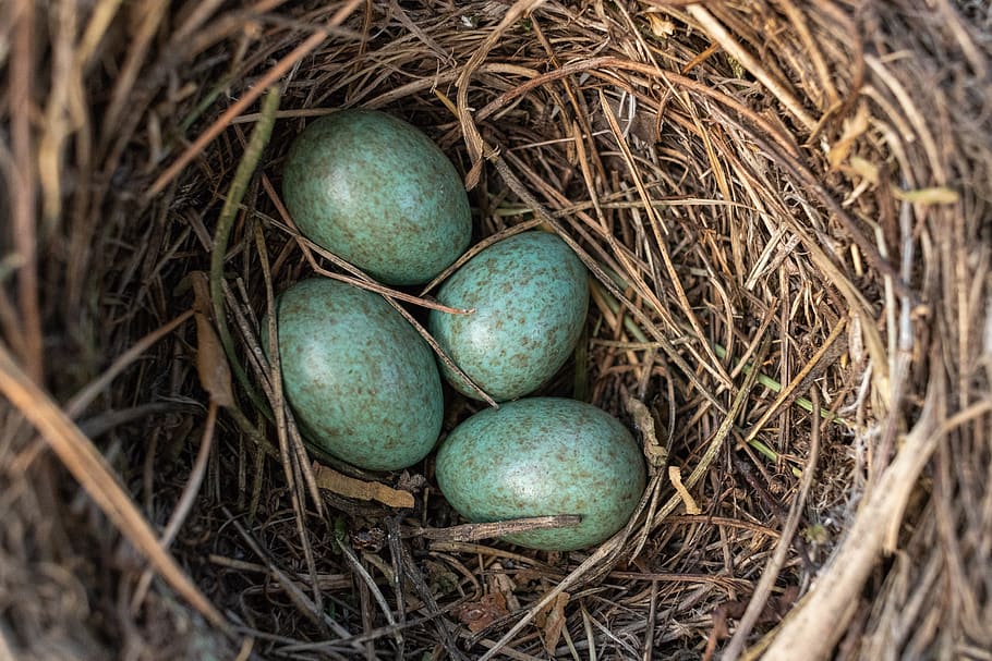 jack, masonry, eggs, bird, nature