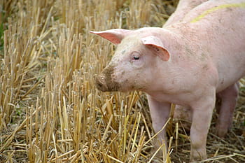 allevamento, Maiale, suino, maialino, mammiferi, azienda agricola, maiali, animali, allevatore, operazione