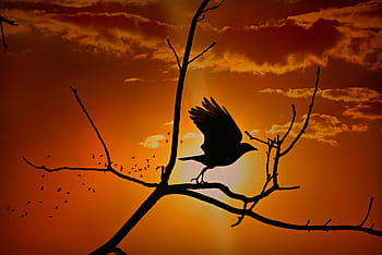 crow, bird, corvidae, wildlife, wing, flying, tree, branch, sunset