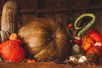 stálý život, dýně, podzim, oranžový, hnědý, dekorace, sklizeň, předvečer Všech svatých, díkůvzdání, sezóna, stodola